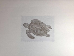 Sea Turtle
